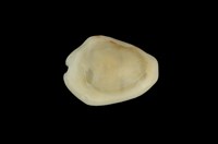 藏品(黃寶螺)的圖片